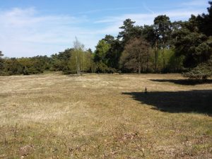 Westruper Heide (Haltern am See)