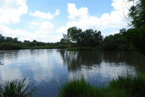 Saale bei Brachwitz...