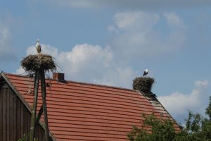 Storchendorf Wahrenberg...